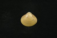 藏品(臺灣蜆)的圖片